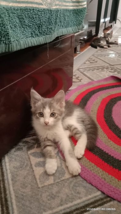 Отдам котята в добрые руки по 500тг.