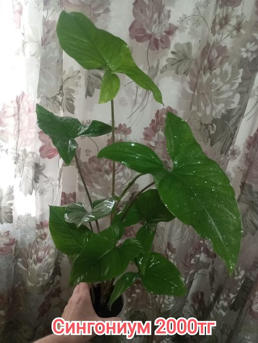 Комнатные растения(малыши)