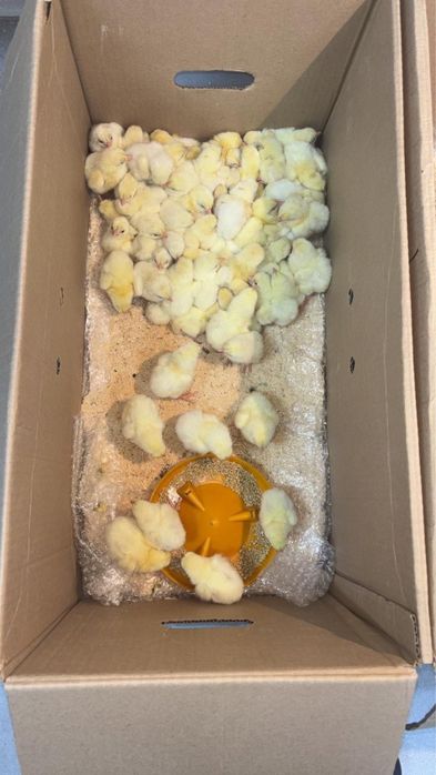 Бройллер балапан