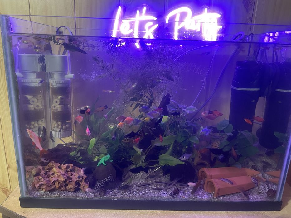 Acvariu 65 Litri cu pesti si echipat