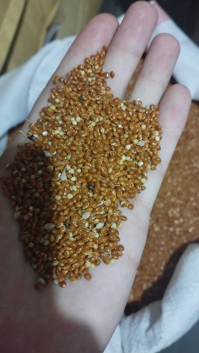 Продам просо красное и желтое