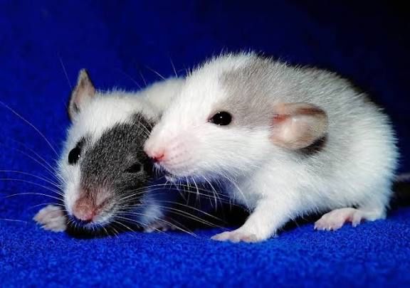 Продаю декоротивных крыс дамбо