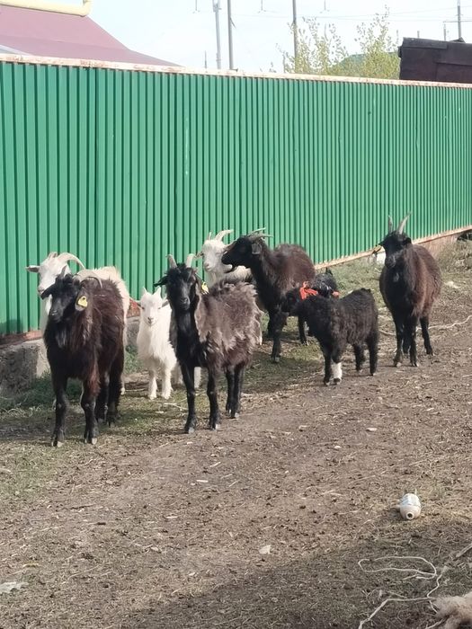 Козы с козлятами