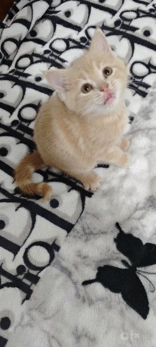 Продаются котята. Мущукчалар сотилади