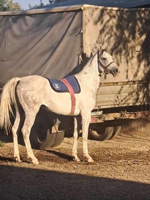Продам Айгыр Жеребец Лошадь Тай