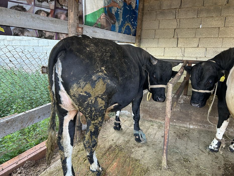 5 бас Семіз бұқалар бар