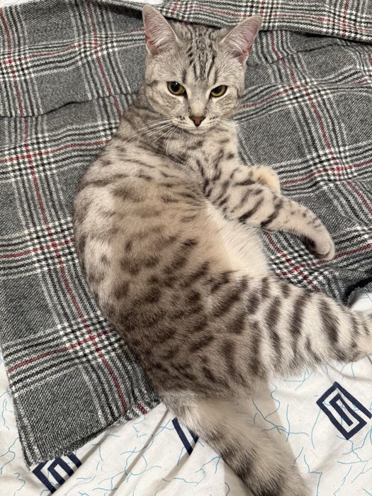 Продам шотландский