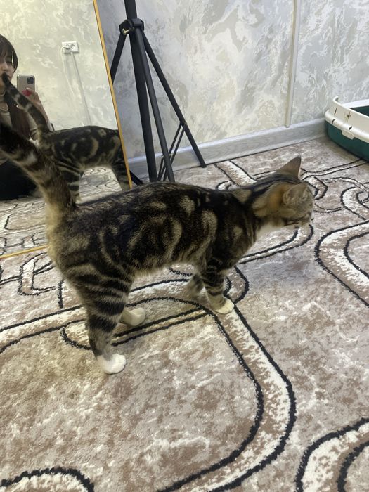 Отдам хорошие руки котята