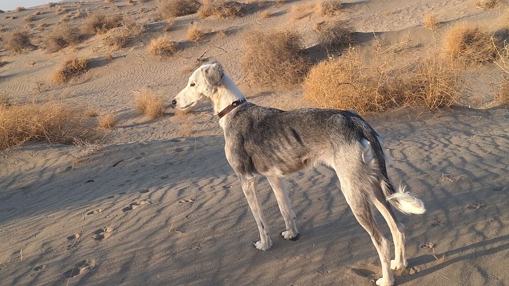 Ovchi, tozi it sotiladi