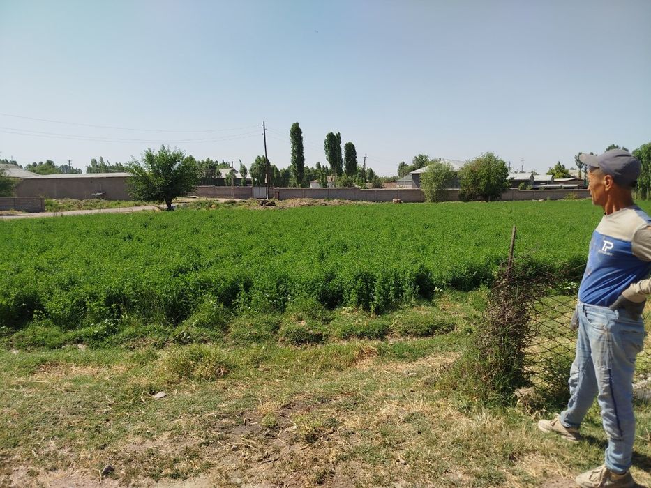 Dakimitlatini oʻzimiz qilib beramiz