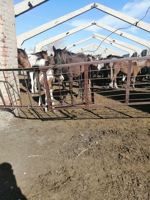 Продам лошадей..