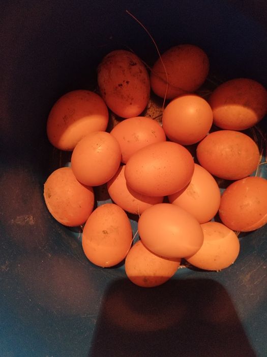 Тауык сатылады(несушка)