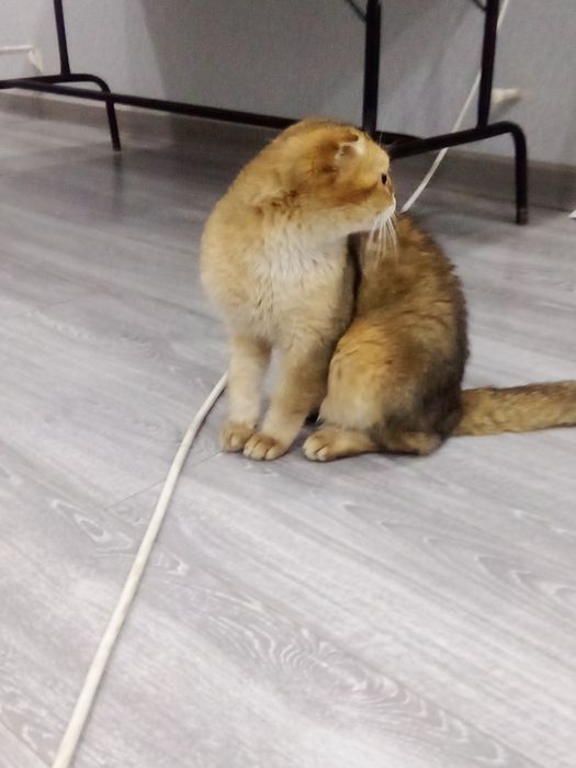 mushuk sotiladi. yoshi 1yarim jinsi erkak.sogʻlom