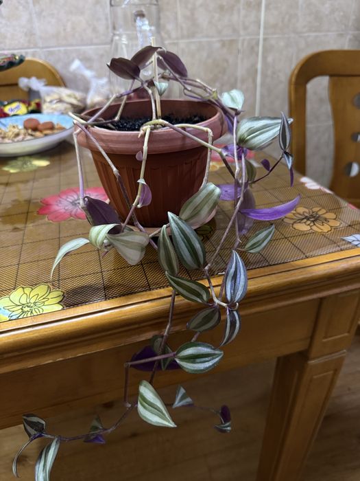 Комнотные растения