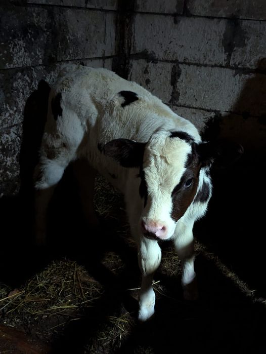 Vând vițea albastru belgian