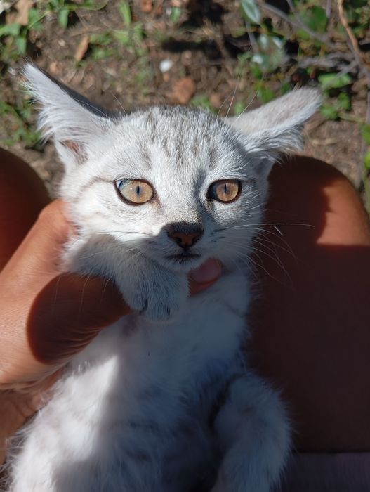 Котёнок ищет дом породистый