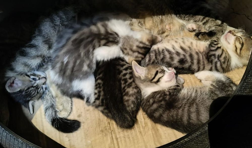 Pui de pisică spre adopție