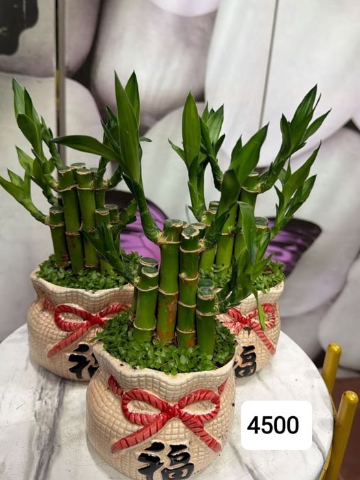 Комнатные растение