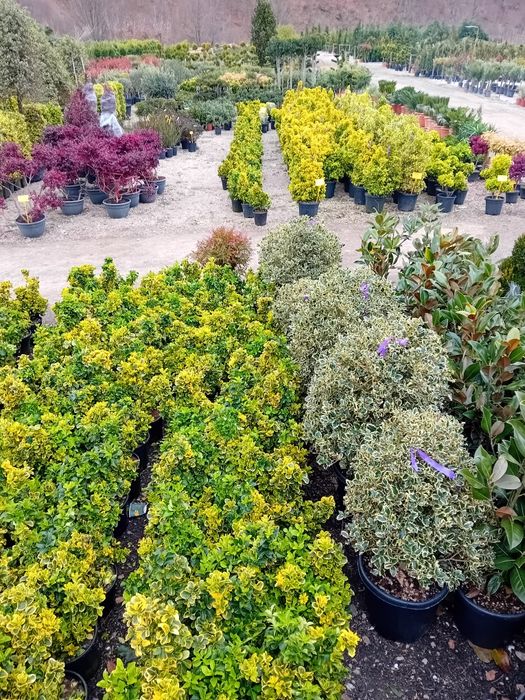 Vând plante naturale ornamentale