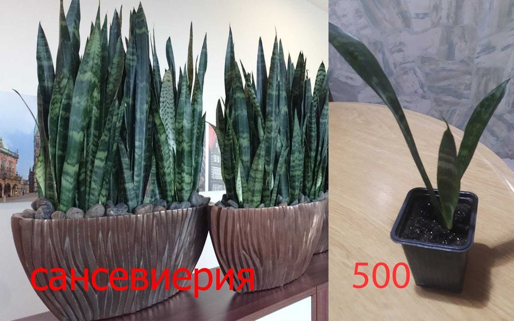 Комнатные  цветы