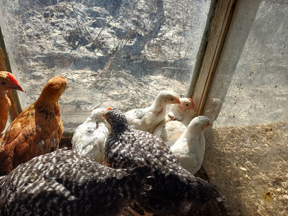 Пушкинские курочки