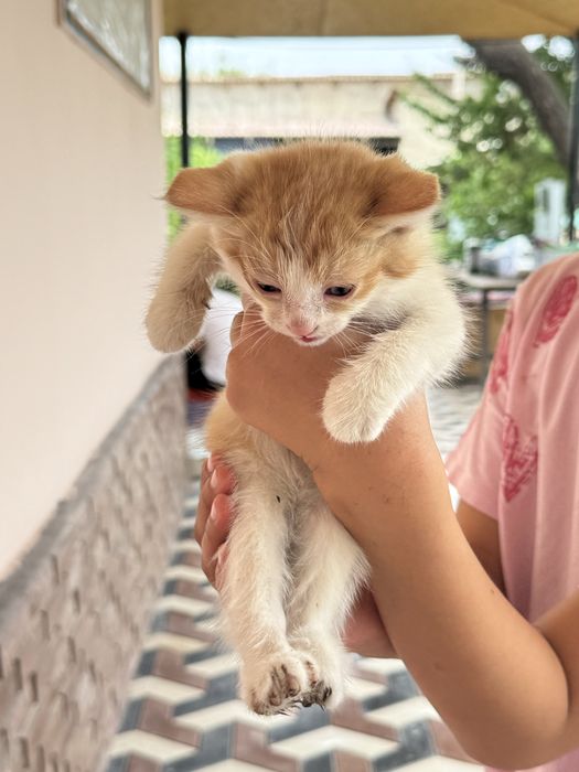 Отдам даром котят