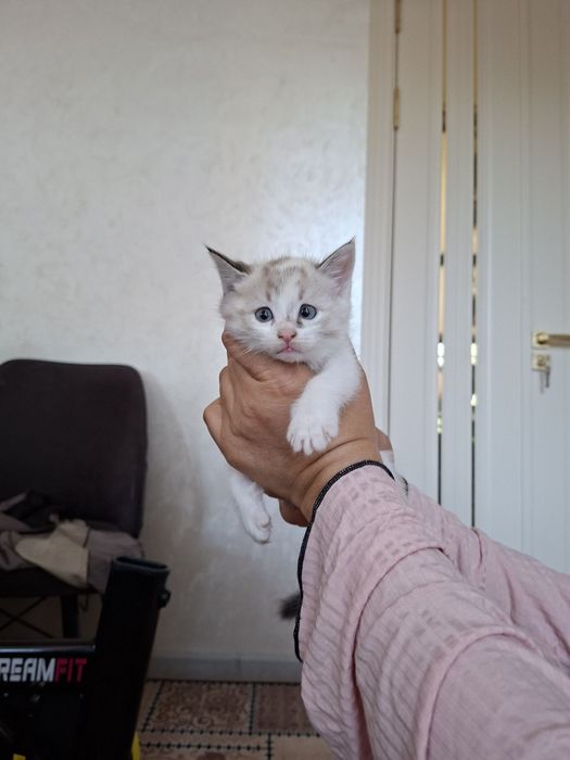 Милые игривые котята
