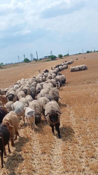 Oi de vânzare  mai multe detalii la nr de telefon