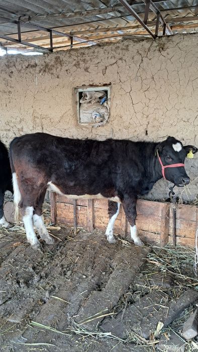 Рассийский Бугоз Гунажин