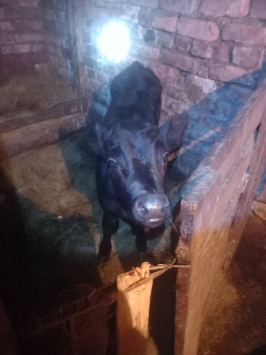 Продам телёнка посёлок бектау