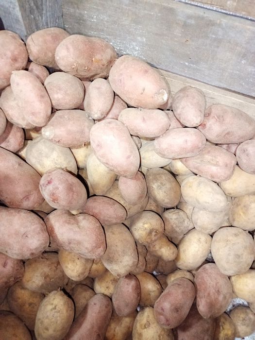 Картошка домашняя!