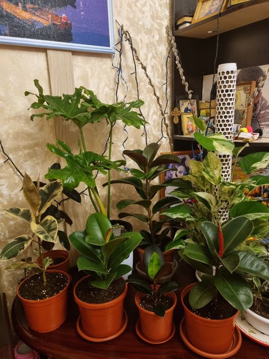 Фикусы любой размер)))