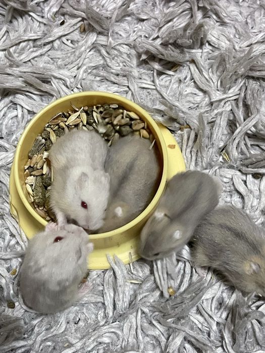 Vand hamsteri Asiatici .