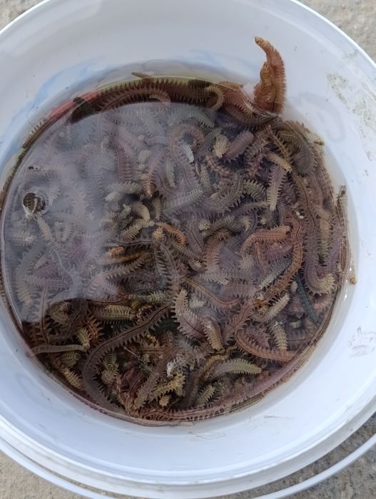 Крупные морские черви