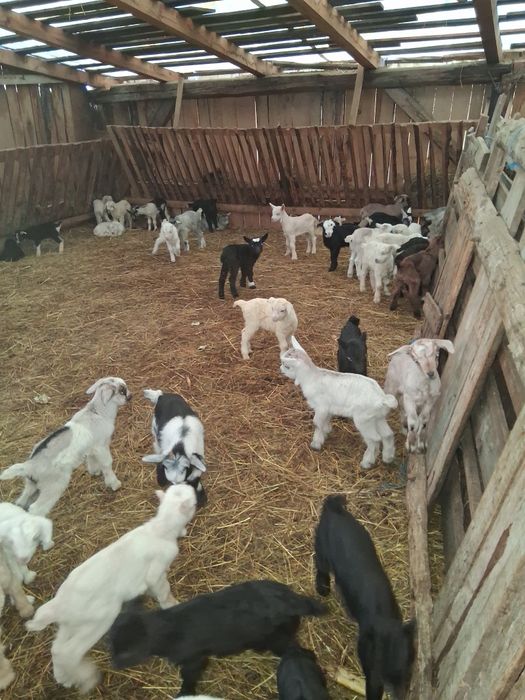 De vanzare tapisori sau schimb cu diverse