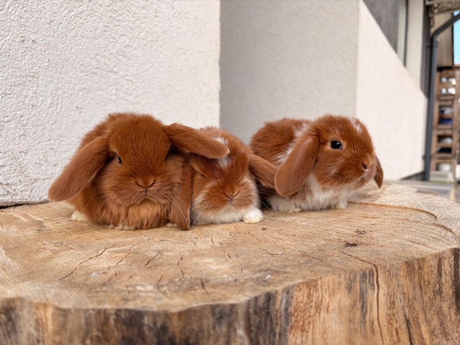 Iepuri pitici de companie berbec pitic/mini lop/holland lop