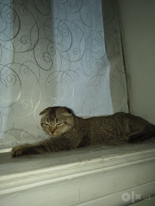 продается кот породы скотиш шиншилла,мальчик,5 месяцев
