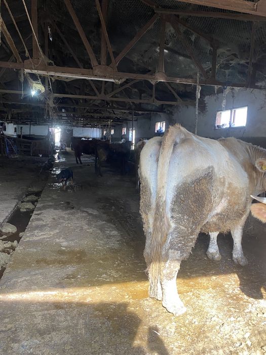 Fermă animale fost C.A.P.