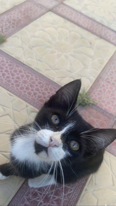 Отдаю котенка в добрые руки(мальчик)