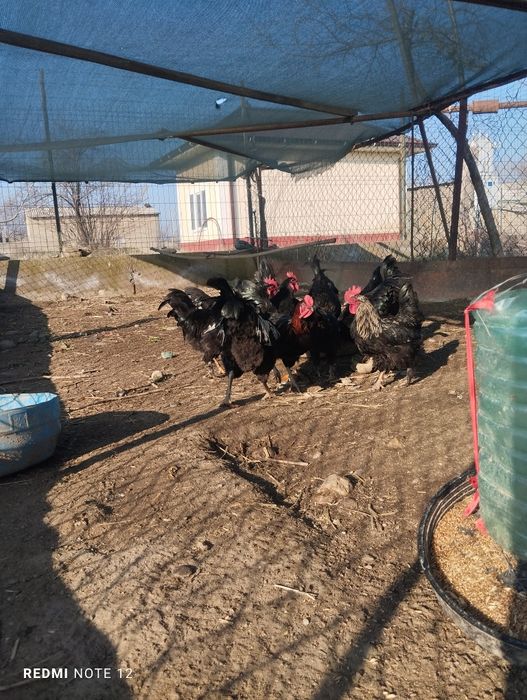 Andijon qora tuxum va xoʻrozlari bor