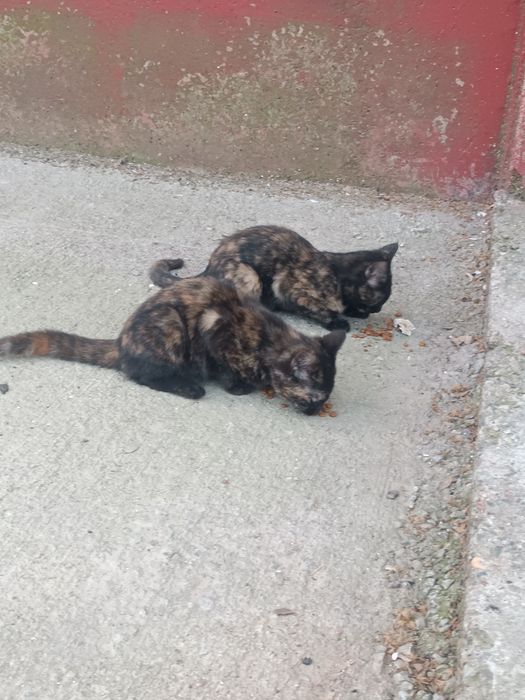 Кому нужны котята? 
2 милых мал
Пожалуйста, напишите