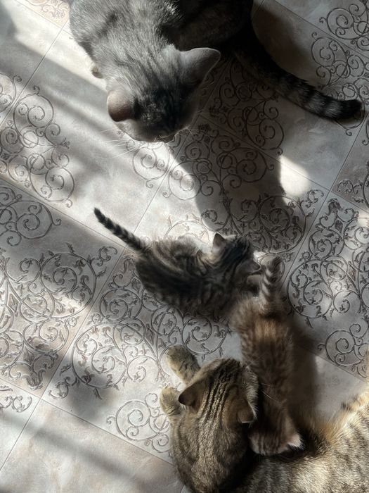 Котята шотландцы