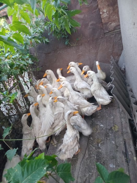 Продаю  пекинских уток