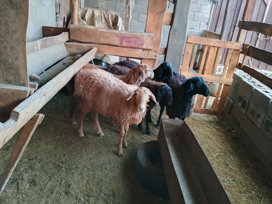 Продам баран кой сатылады
