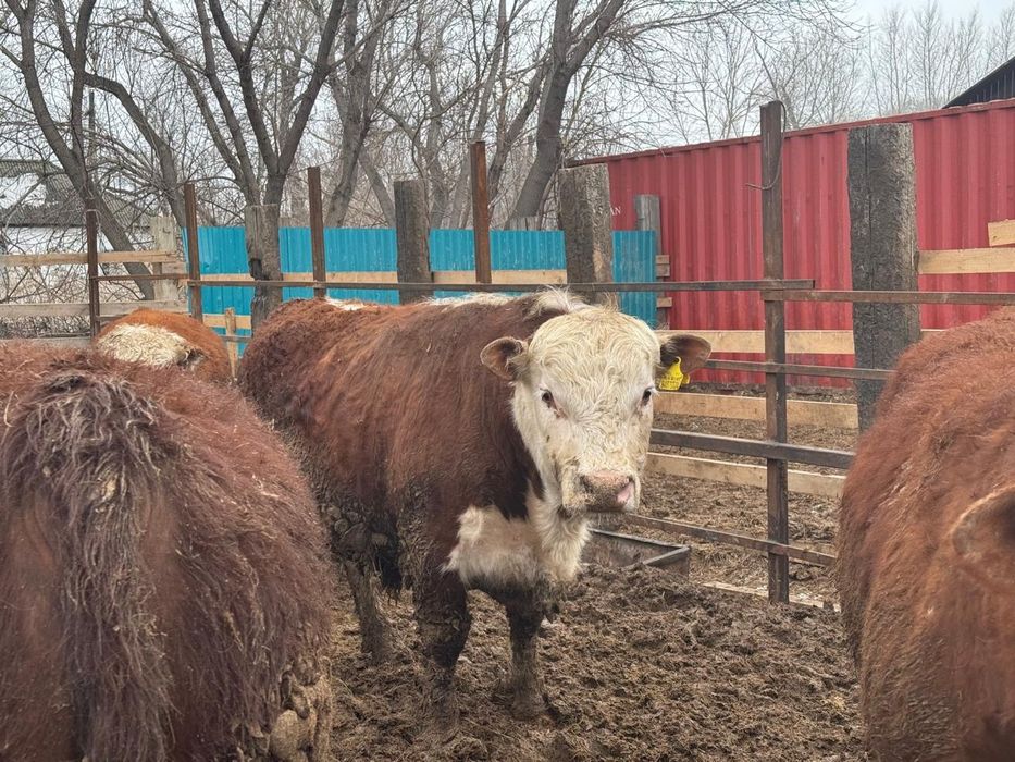 Продам белоголовых бычков.