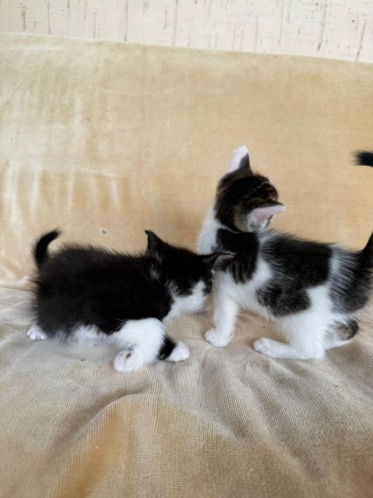 Котята домашние чистые