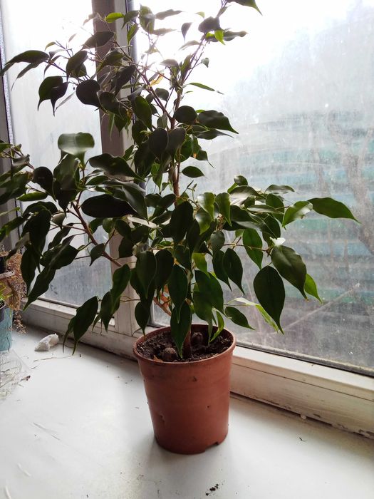 Продам  фикус бенджамина