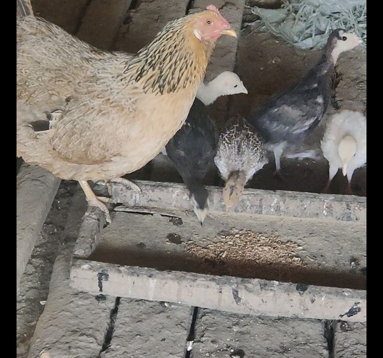 Продам или обменяю Индюшат