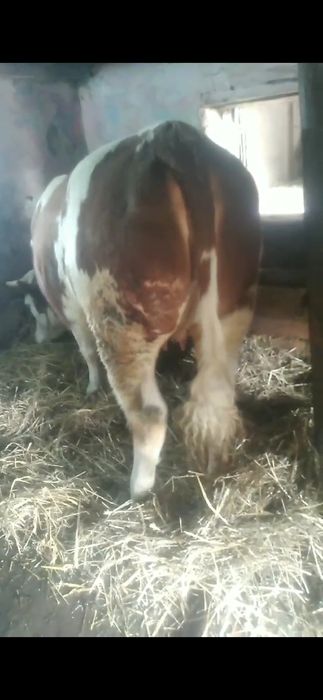 Junica   baltata romaneasca