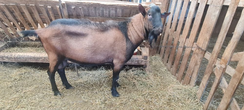 Țap alpin de un an jumatate